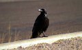 Chihuahuan Raven 2011_07_17_1715